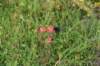 dsc_8910_fs_small.jpg