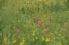 dsc_8911_fs_small.jpg
