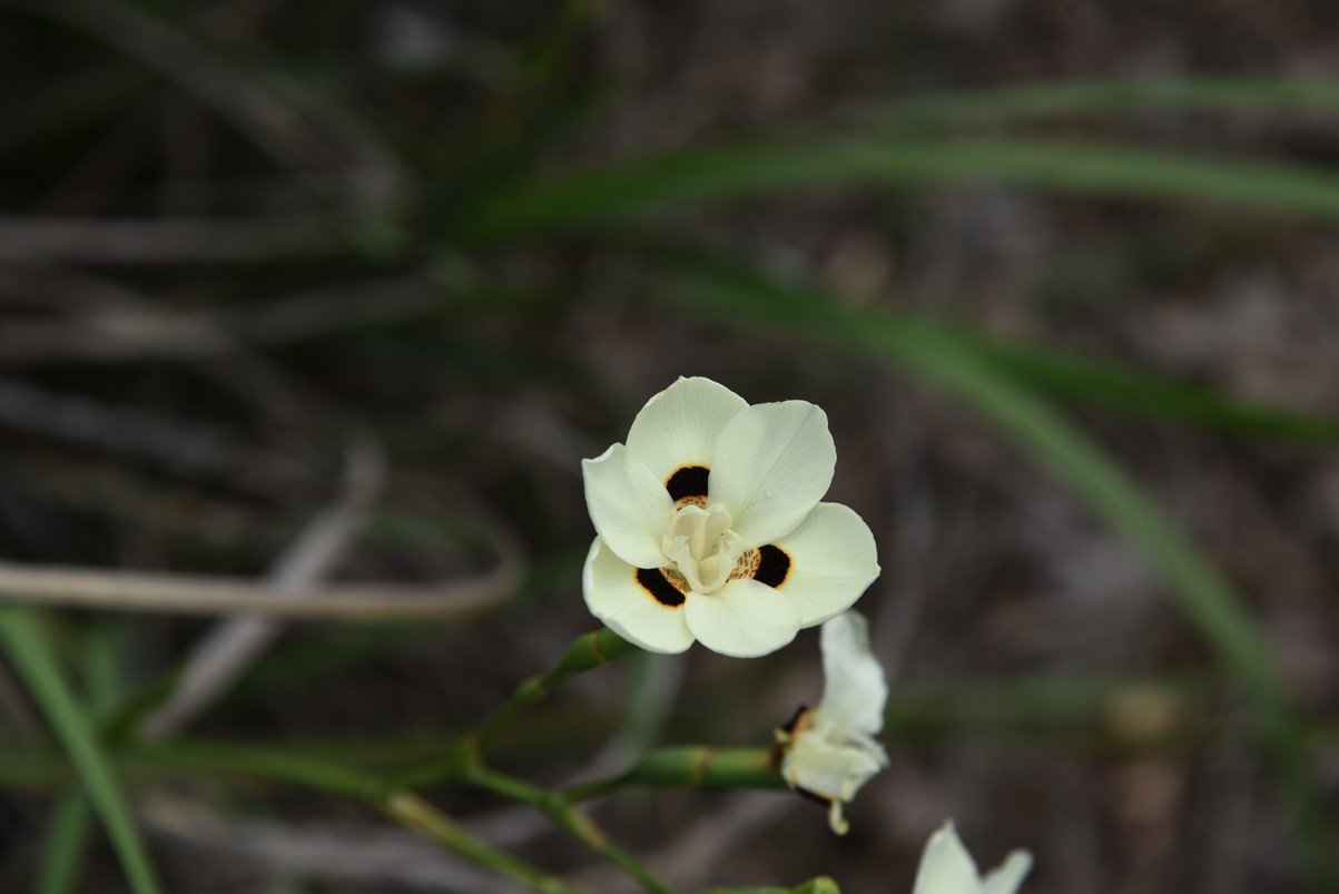 dsc_9251_fs.jpg