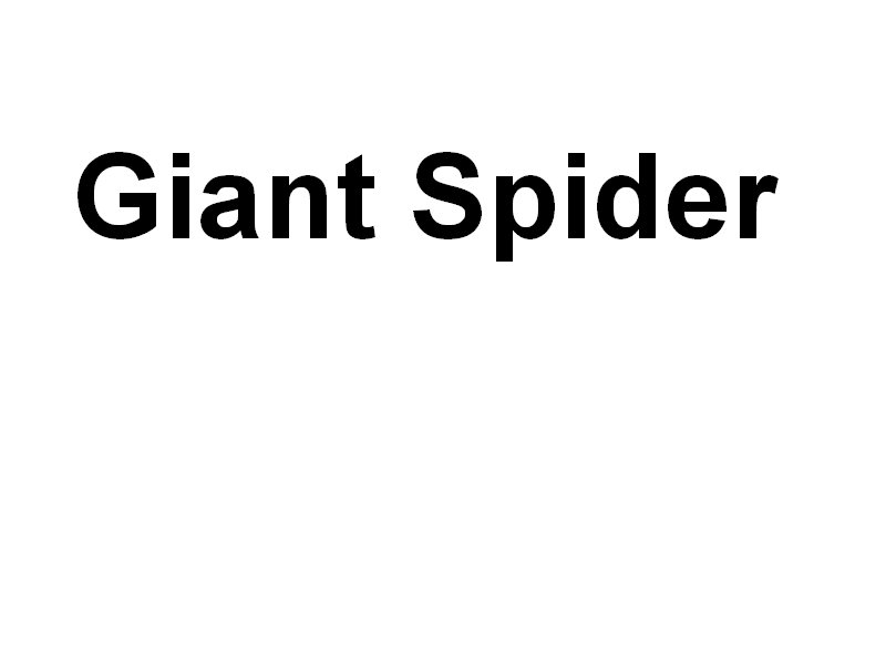 spider.jpg