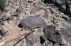 dsc_6768_fs_small.jpg
