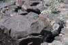 dsc_6772_fs_small.jpg