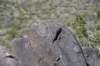 dsc_6781_fs_small.jpg