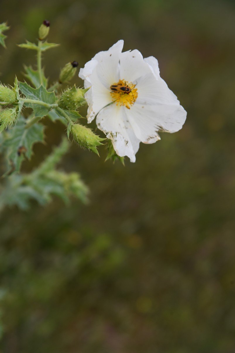 dsc_0025_fs.jpg