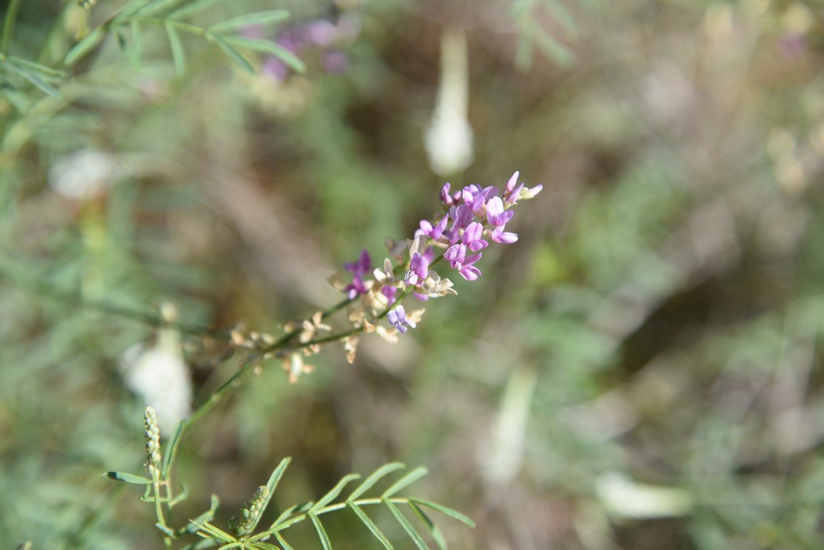 dsc_0105_fs.jpg