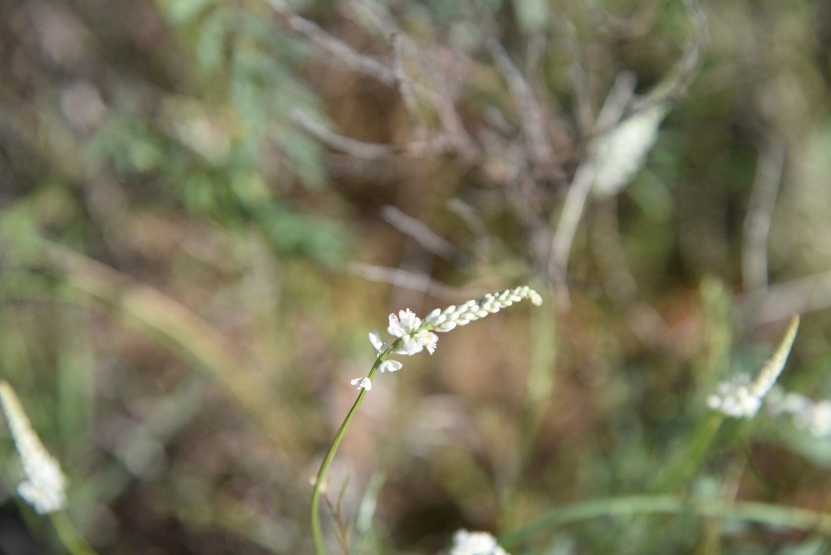 dsc_0106_fs.jpg