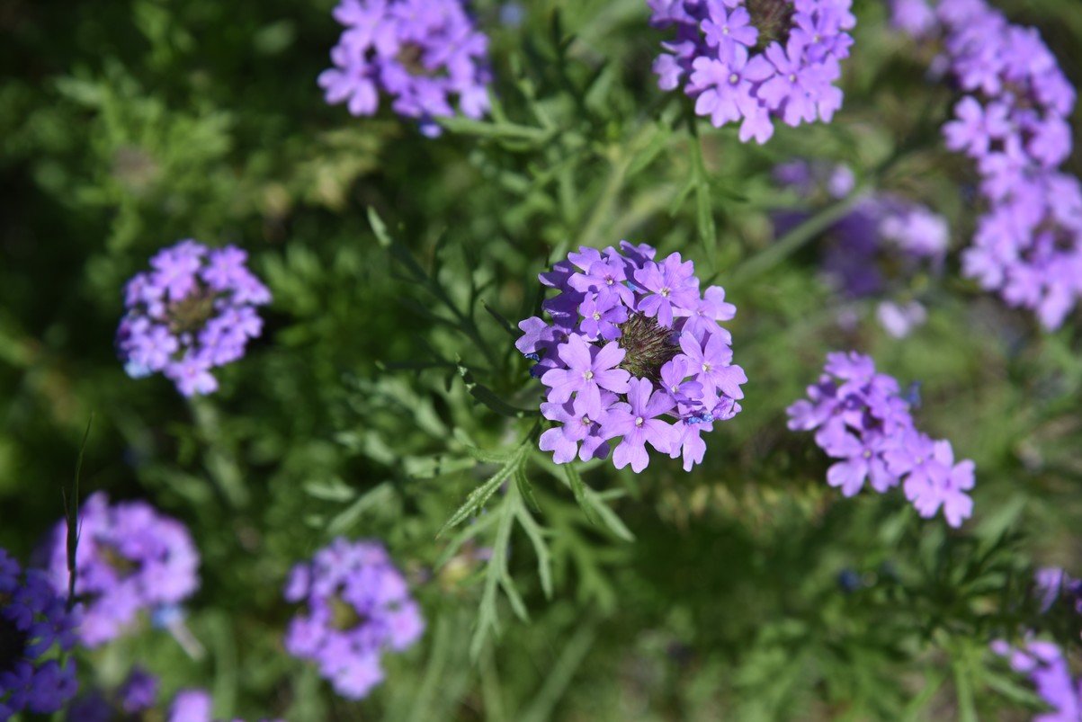 dsc_0108_fs.jpg