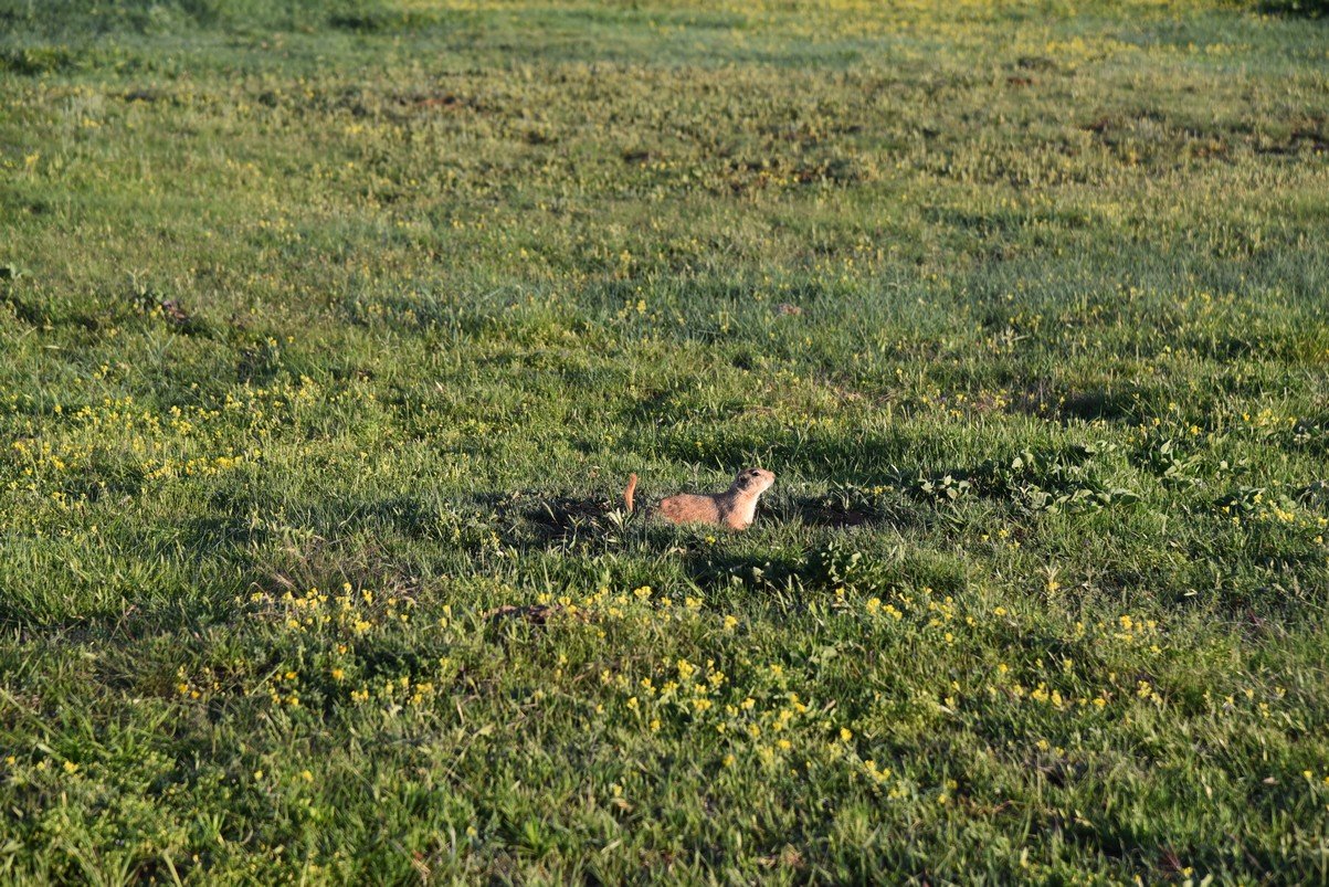 dsc_0385_fs.jpg