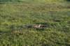 dsc_0385_fs_small.jpg