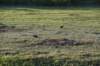 dsc_0387_fs_small.jpg