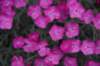 dsc_1716_fs_small.jpg