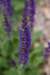 dsc_1717_fs_small.jpg
