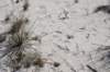 dsc_6991_fs_small.jpg