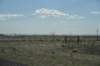 dsc_7361artesia_small.jpg