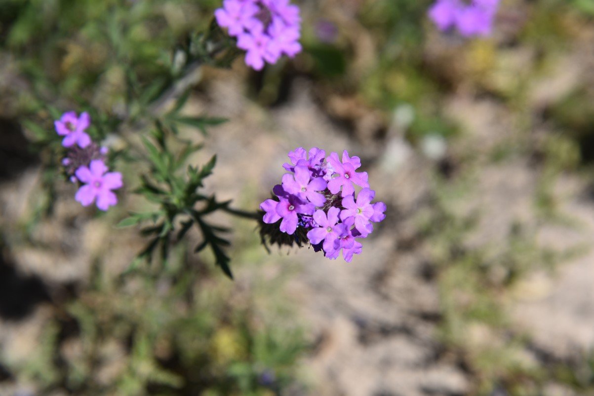 dsc_8183_fs.jpg