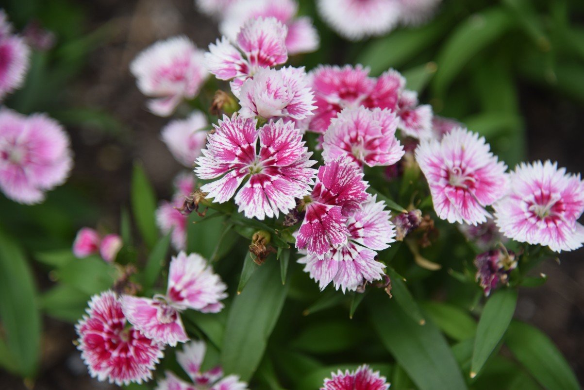 dsc_8630_fs.jpg