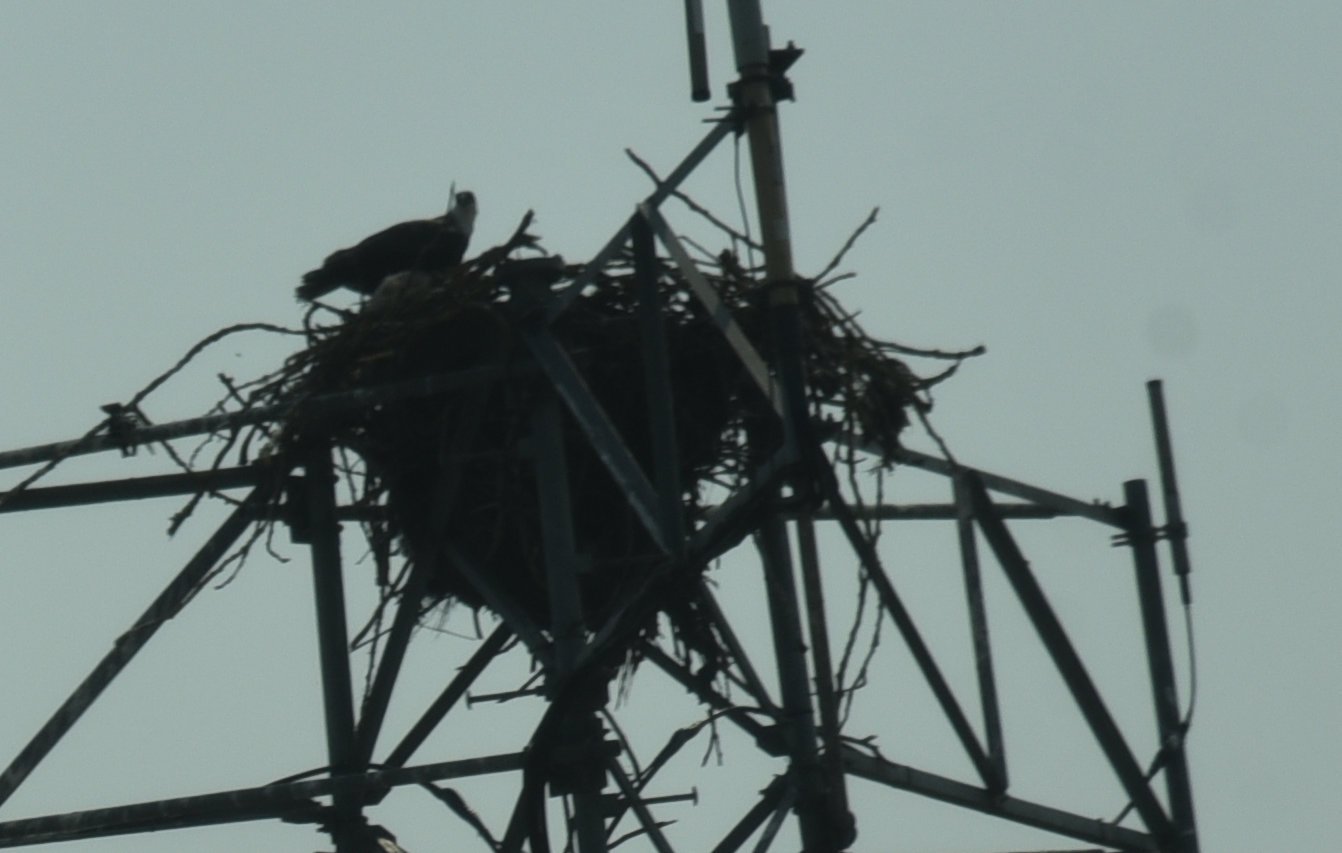 dsc_2458crop.jpg