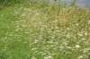 dsc_2594_fs_small.jpg