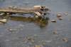 dsc_2596_fs_small.jpg