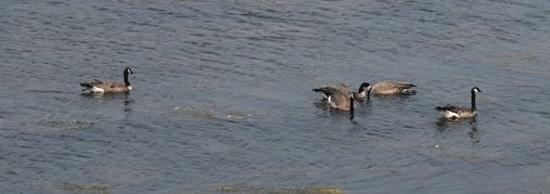 dsc_2598_fs.jpg