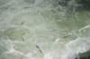 dsc_2684_fs_small.jpg