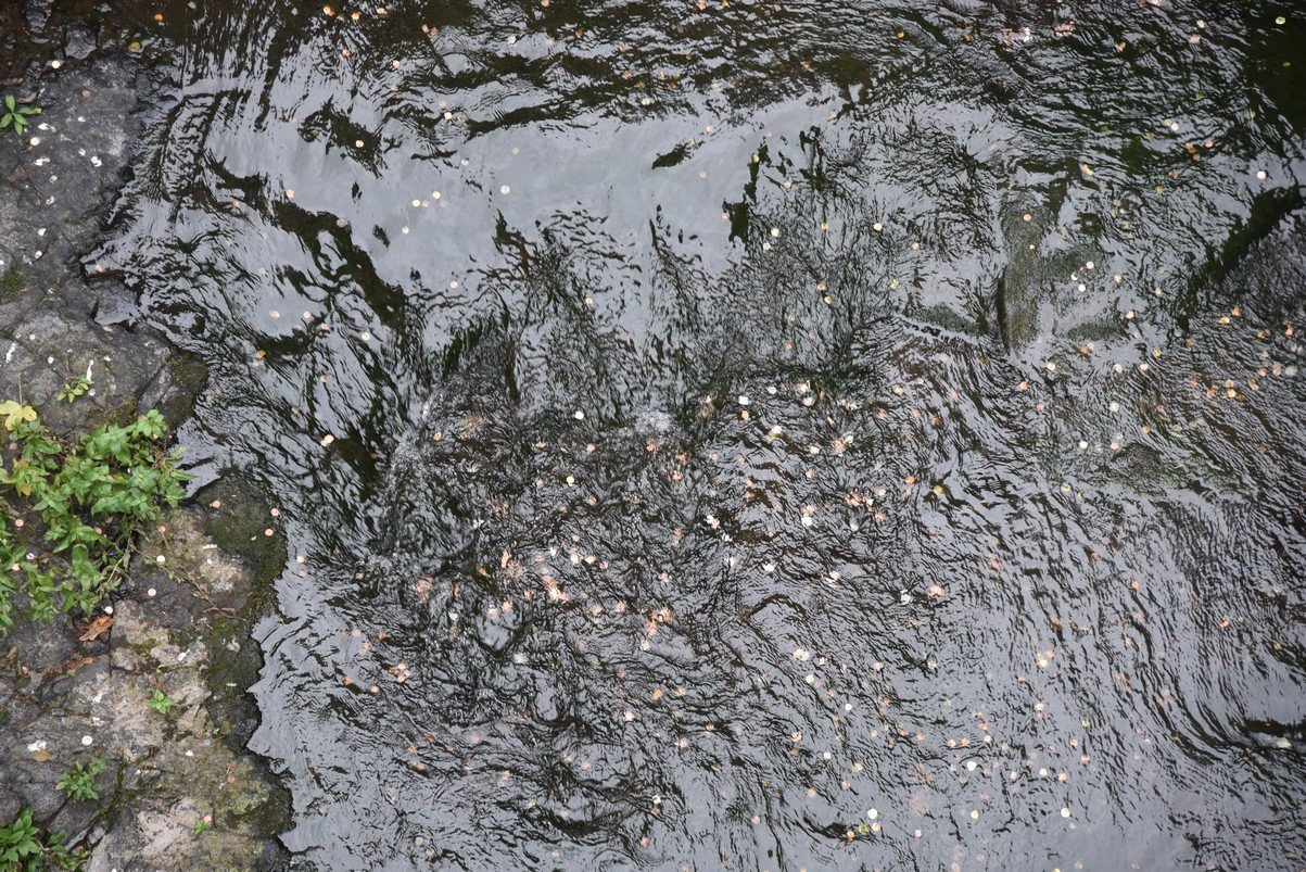 dsc_2813_fs.jpg