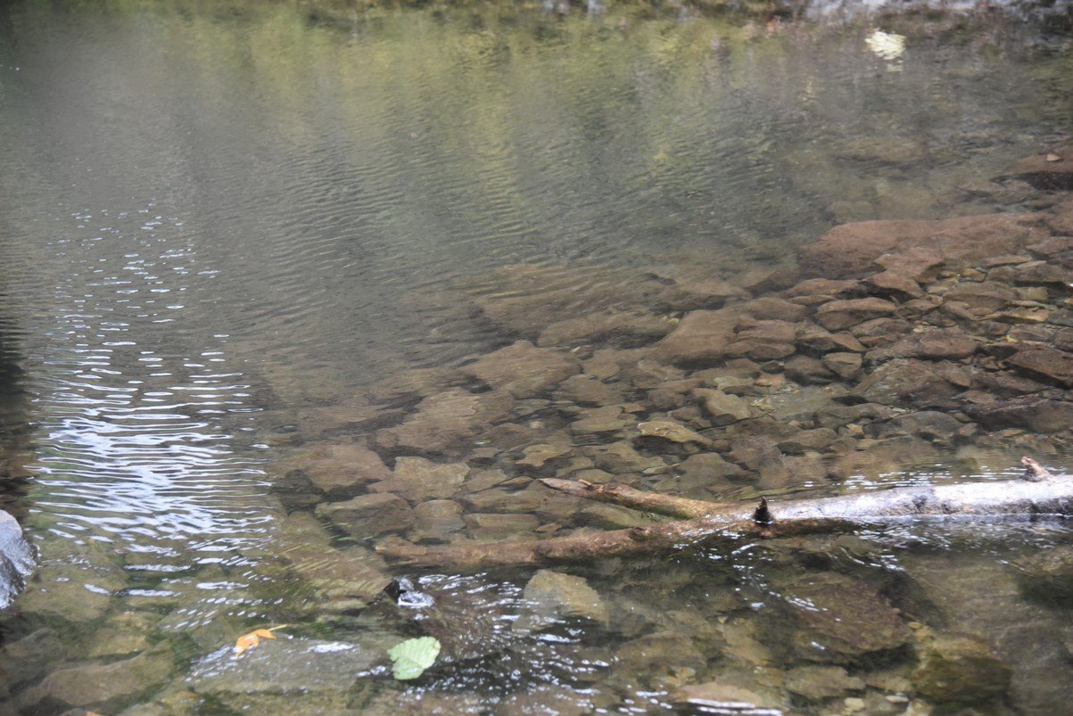 dsc_3015_fs.jpg