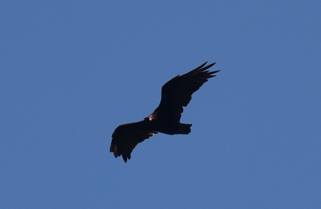 dsc_3127_crop.jpg