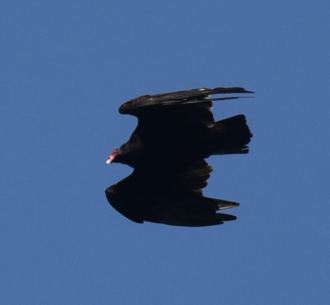 dsc_3129_crop.jpg