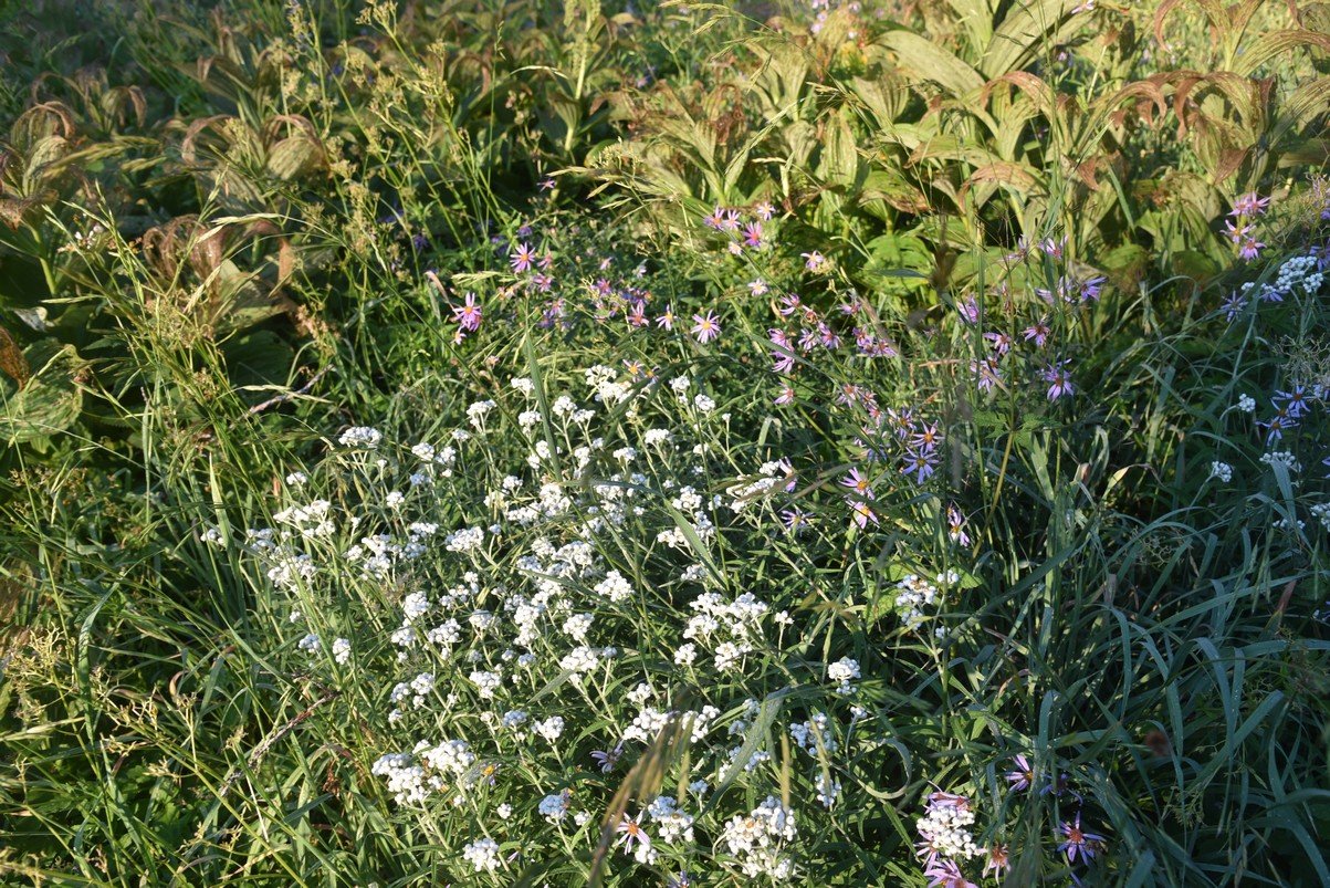 dsc_3301_fs.jpg