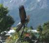 dsc_3799_fs_small.jpg