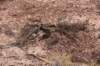 dsc_4792_fs_small.jpg