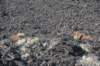 dsc_5000_fs_small.jpg