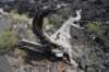 dsc_5014_fs_small.jpg