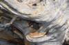 dsc_5018_fs_small.jpg