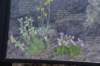 dsc_5041_fs_small.jpg