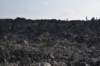 dsc_5146_fs_small.jpg