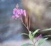 dsc_5218_fs_small.jpg