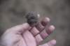 dsc_5230_fs_small.jpg