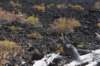 dsc_5250_fs_small.jpg