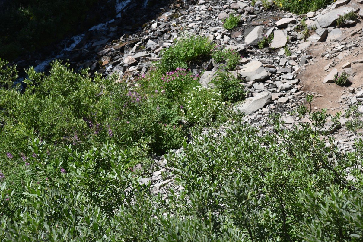 dsc_5475_fs.jpg