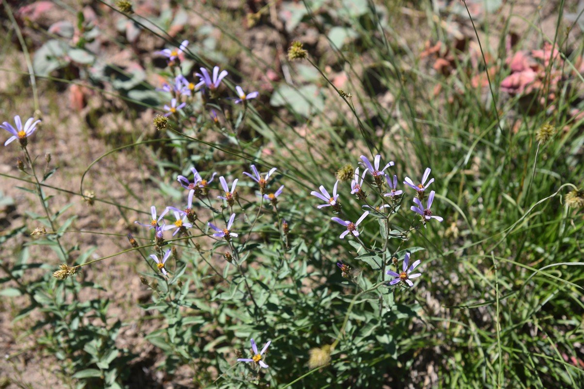 dsc_5503_fs.jpg