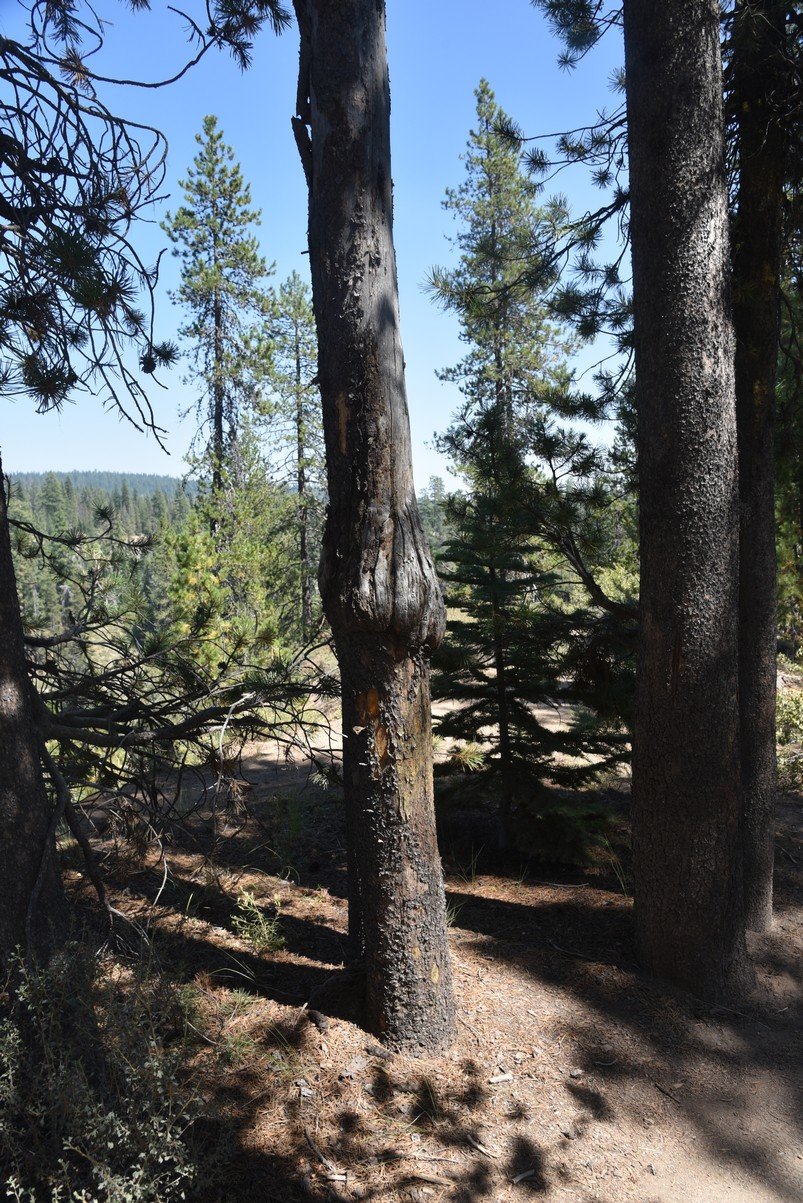 dsc_5534_fs.jpg