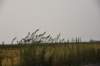 dsc_6368_fs_small.jpg