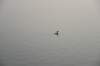 dsc_6377_fs_small.jpg