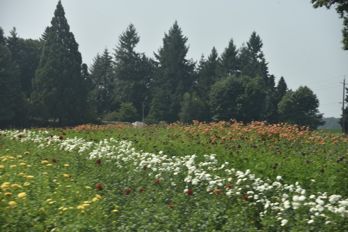 dsc_2278_fs.jpg