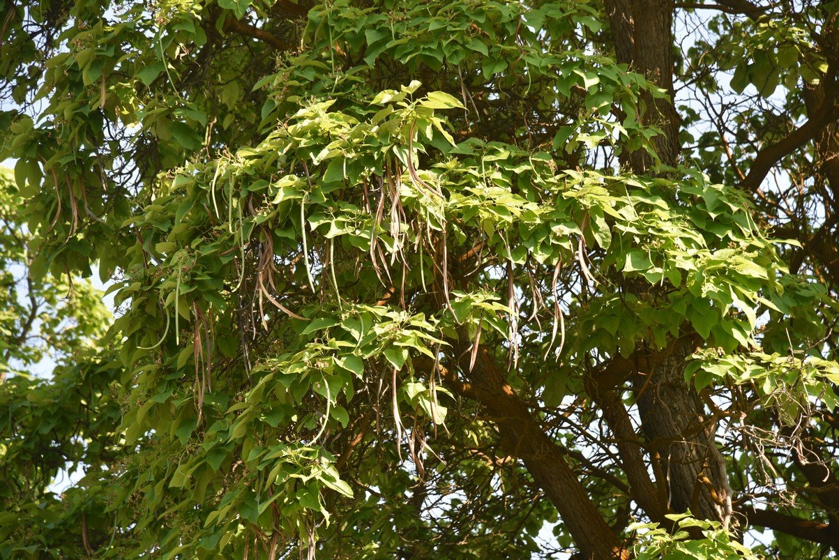 dsc_7364_fs.jpg