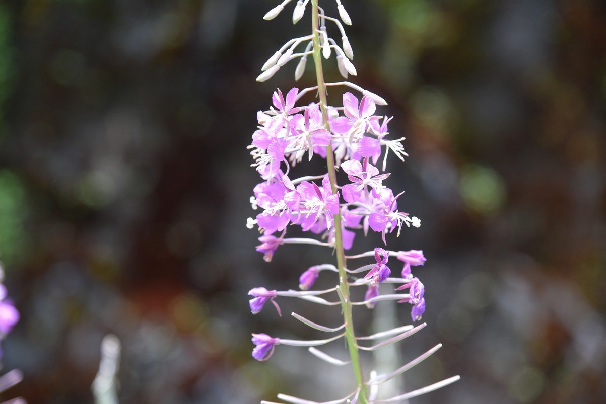 dsc_7840_fs.jpg