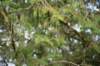 dsc_7866_fs_small.jpg