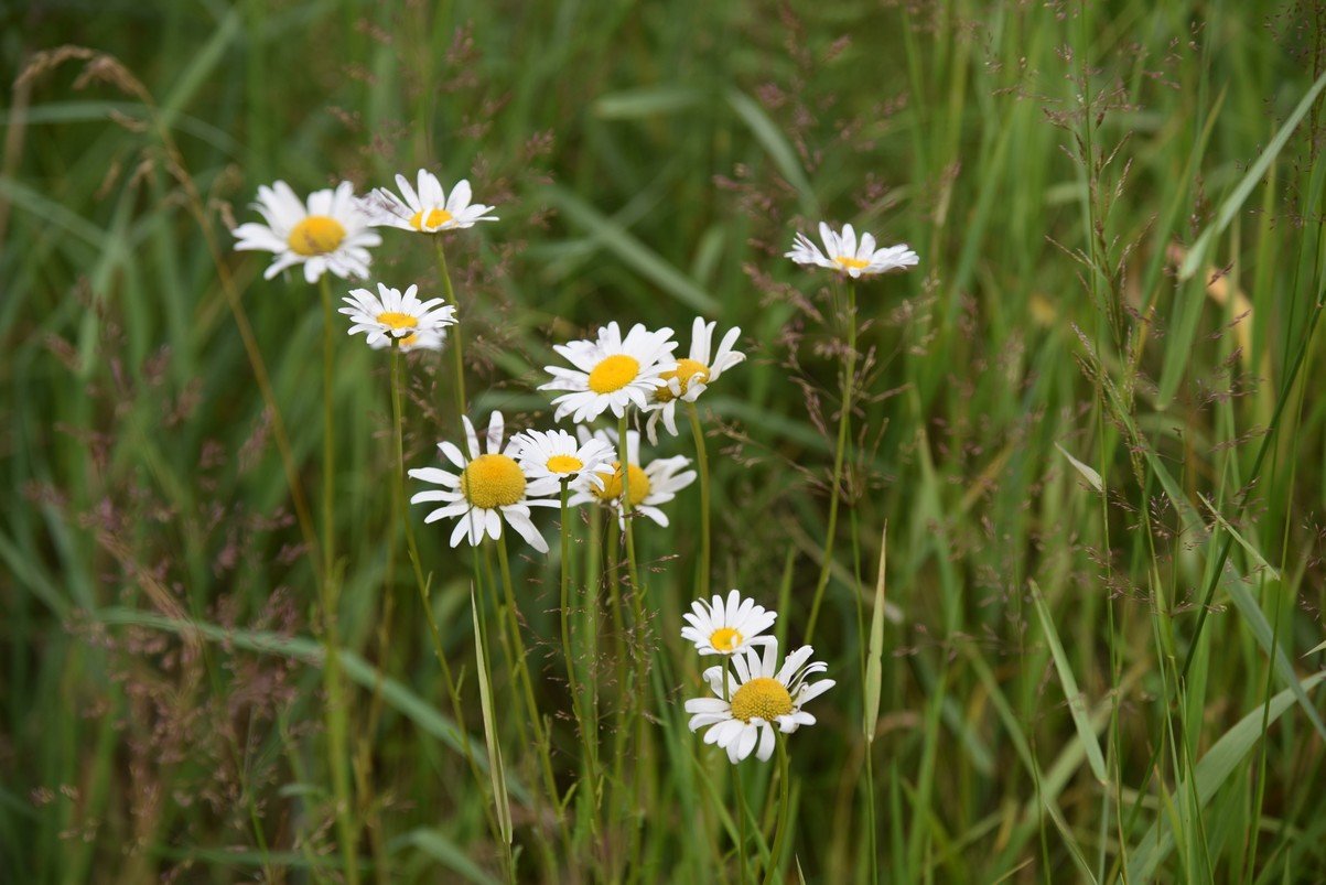 dsc_7871_fs.jpg